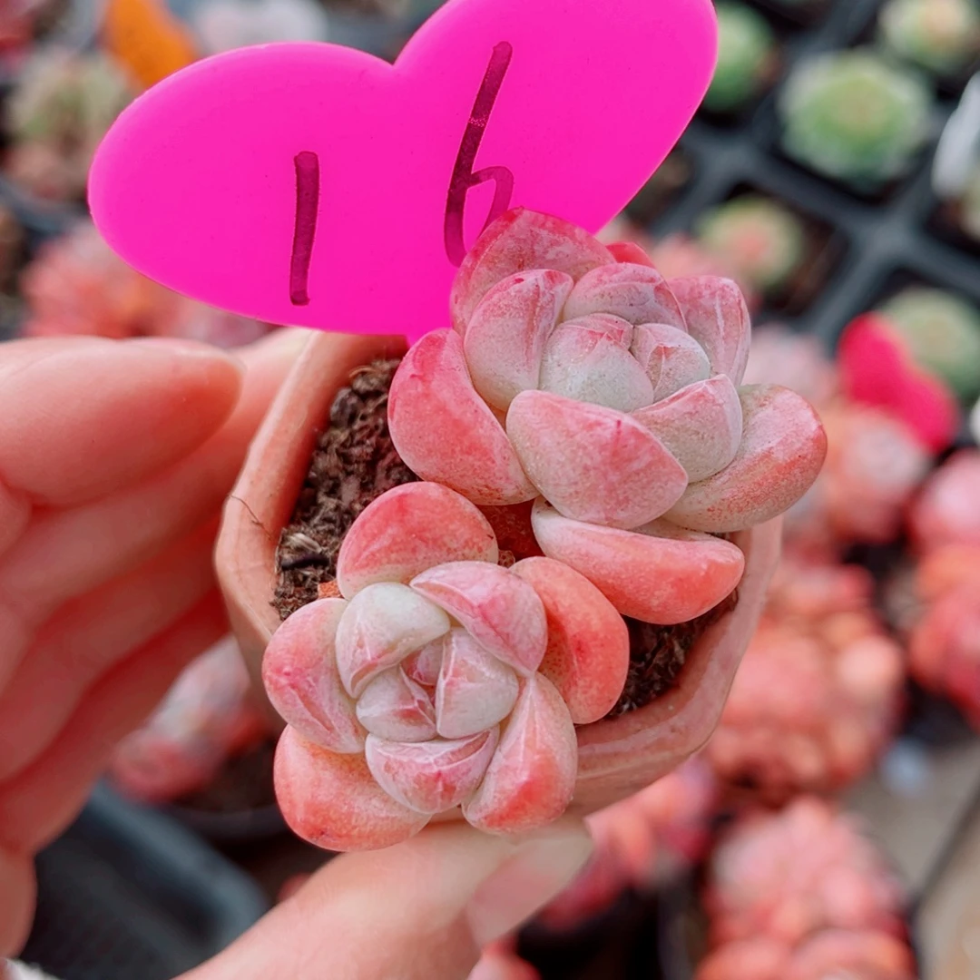 16号小老桩冰玉双头