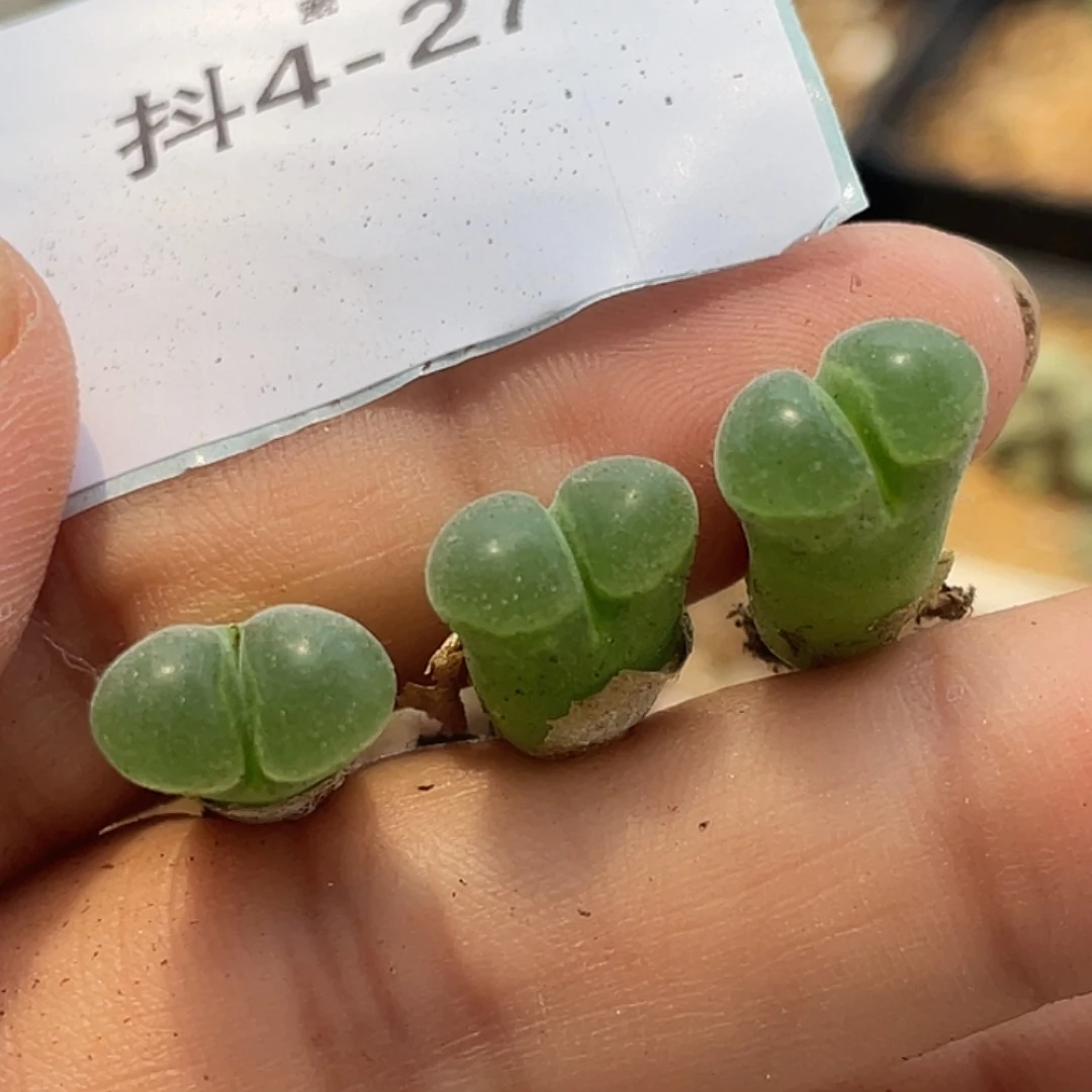 4-27极窗风铃多肉植物