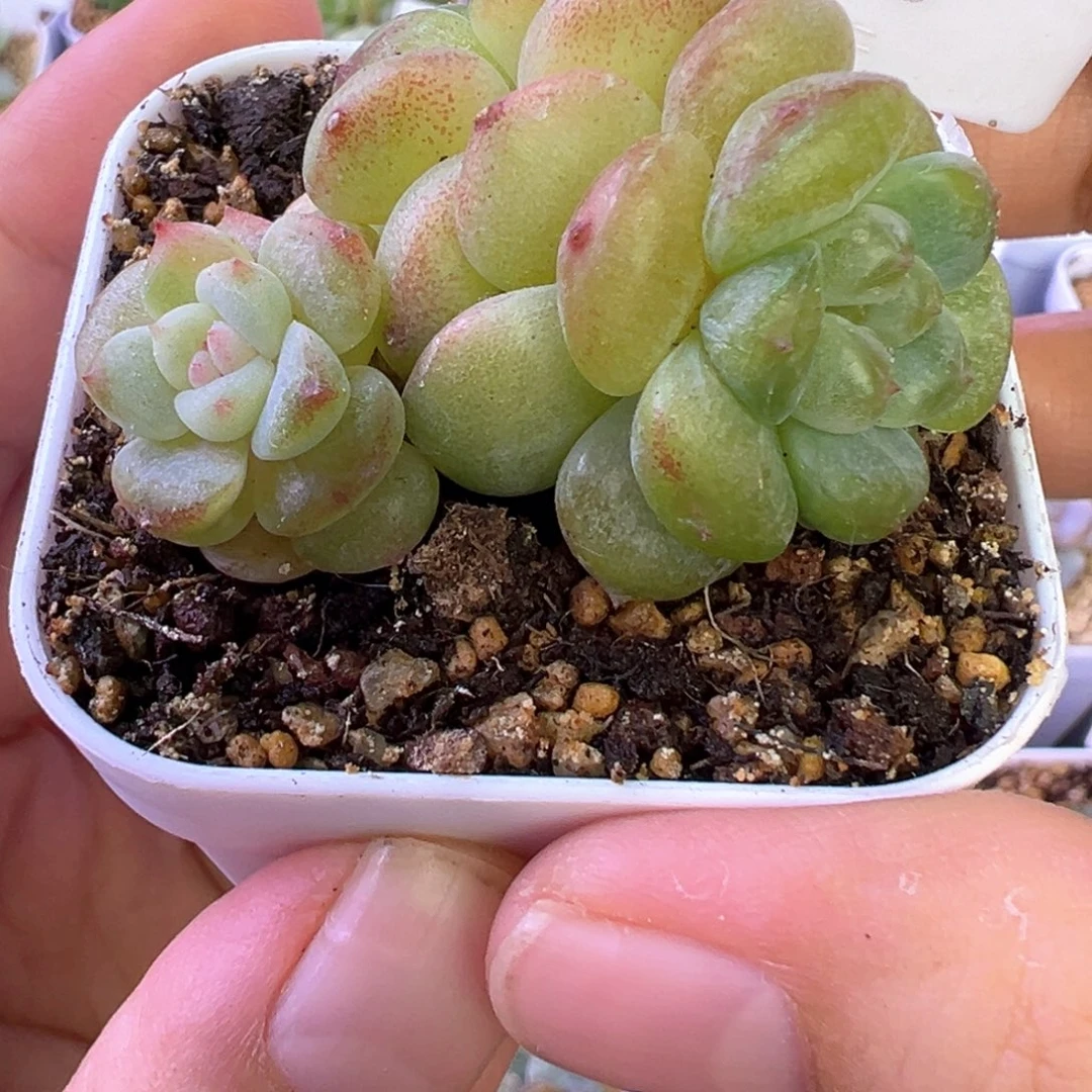 400号146甜心3头有个石化头