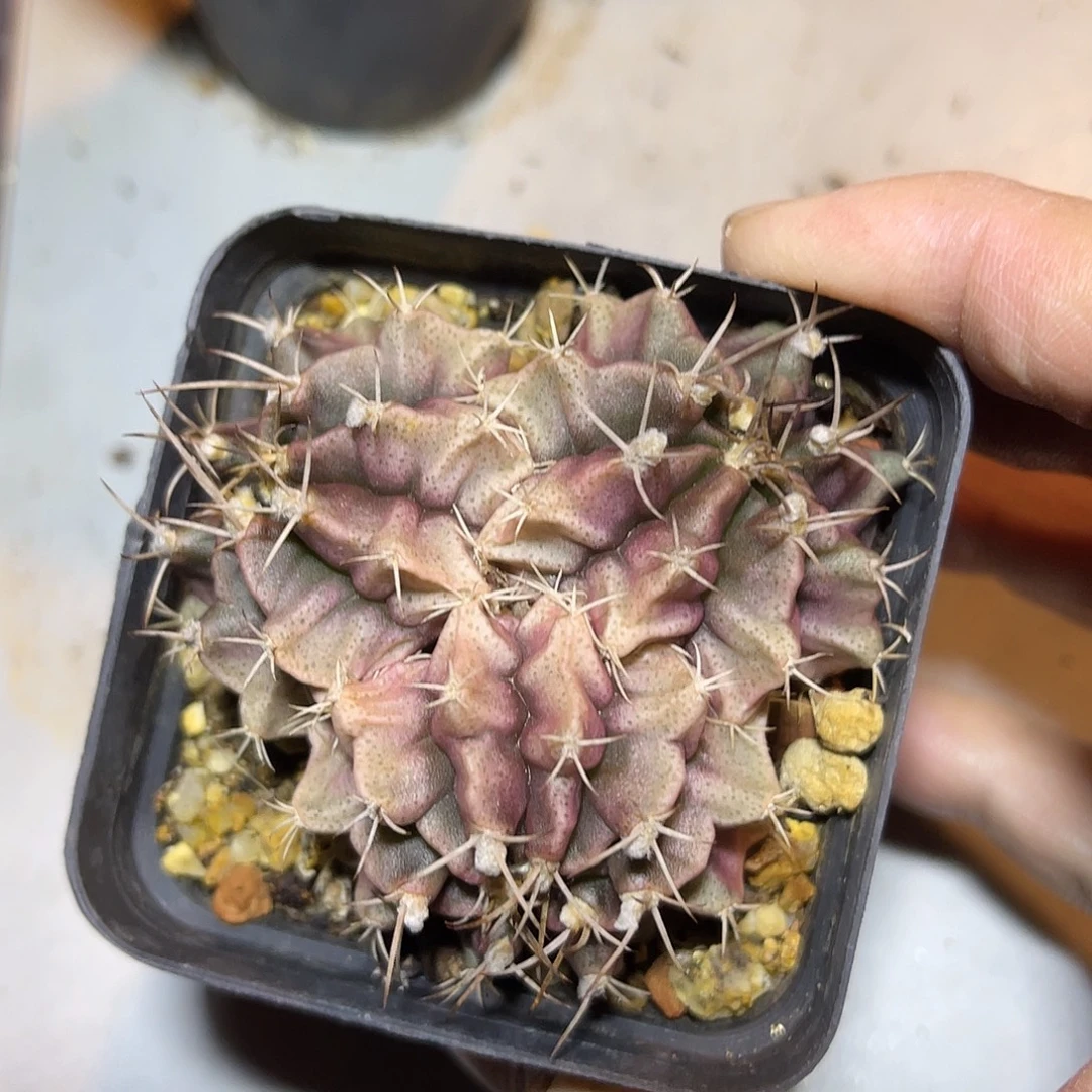 三头仙人球一物一拍