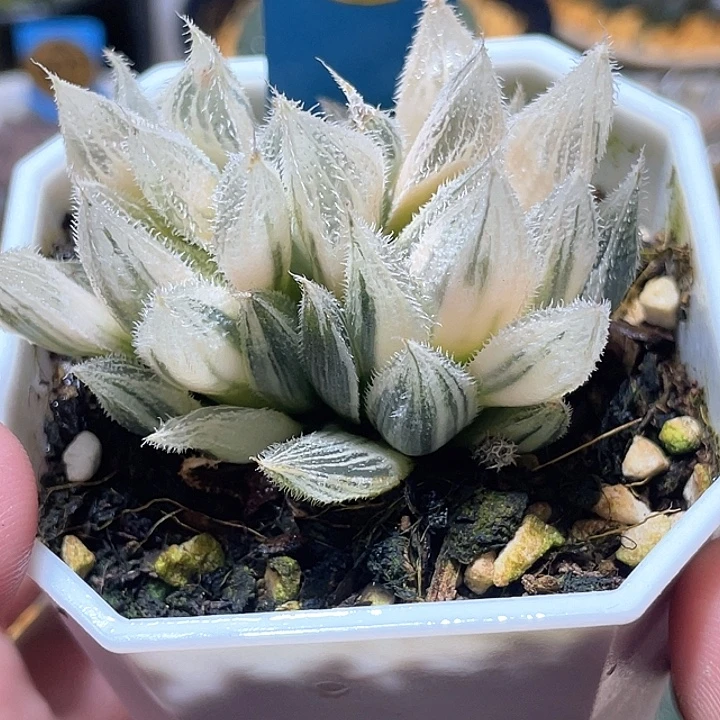 623双头糊斑绘卷锦福利