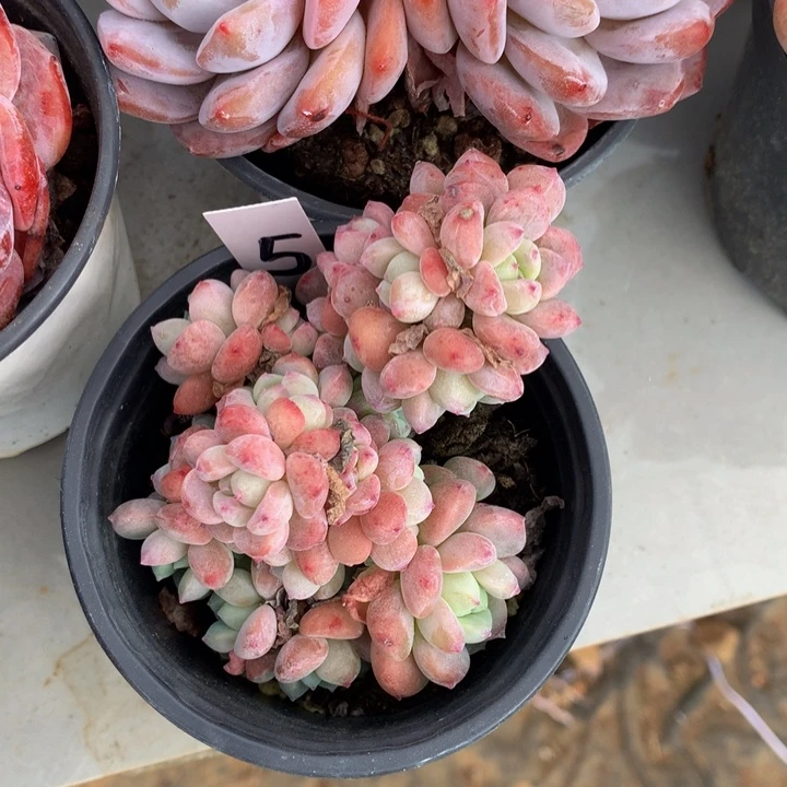 多替自己误727272727