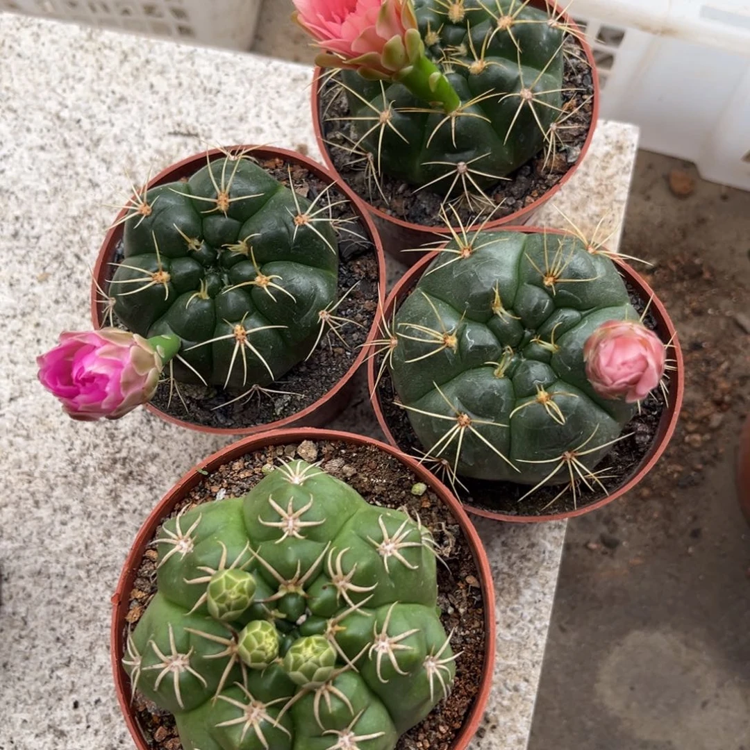 那*云实生美花海王仙人球