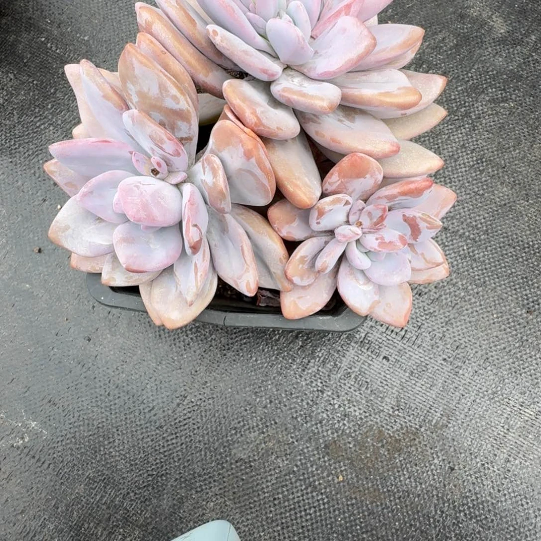 粉兔多肉植物 0000000