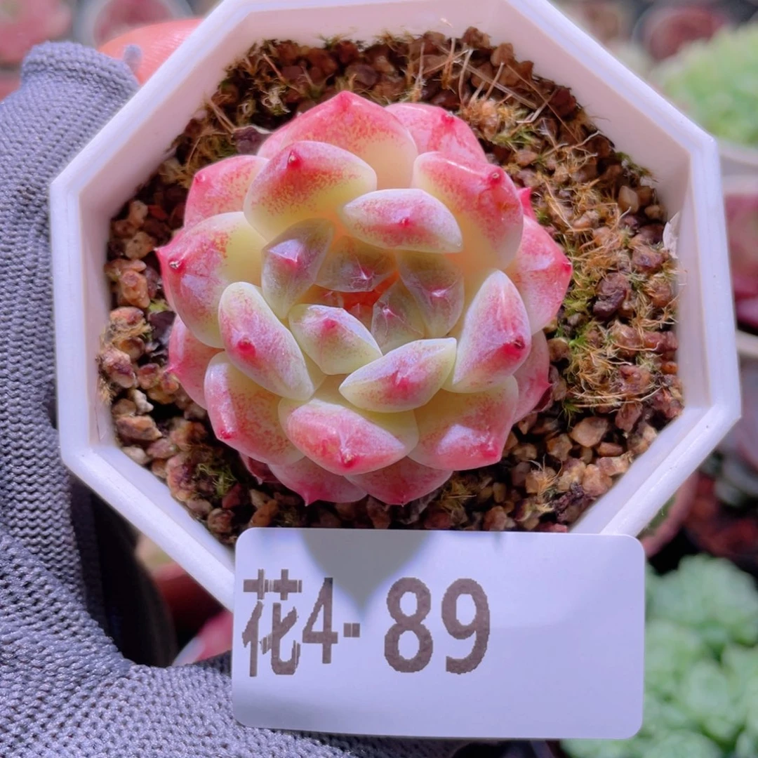 花利美 4-89秘境冰魄