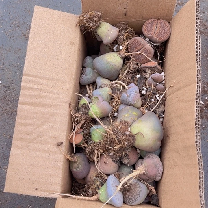 一箱母本88888888888888