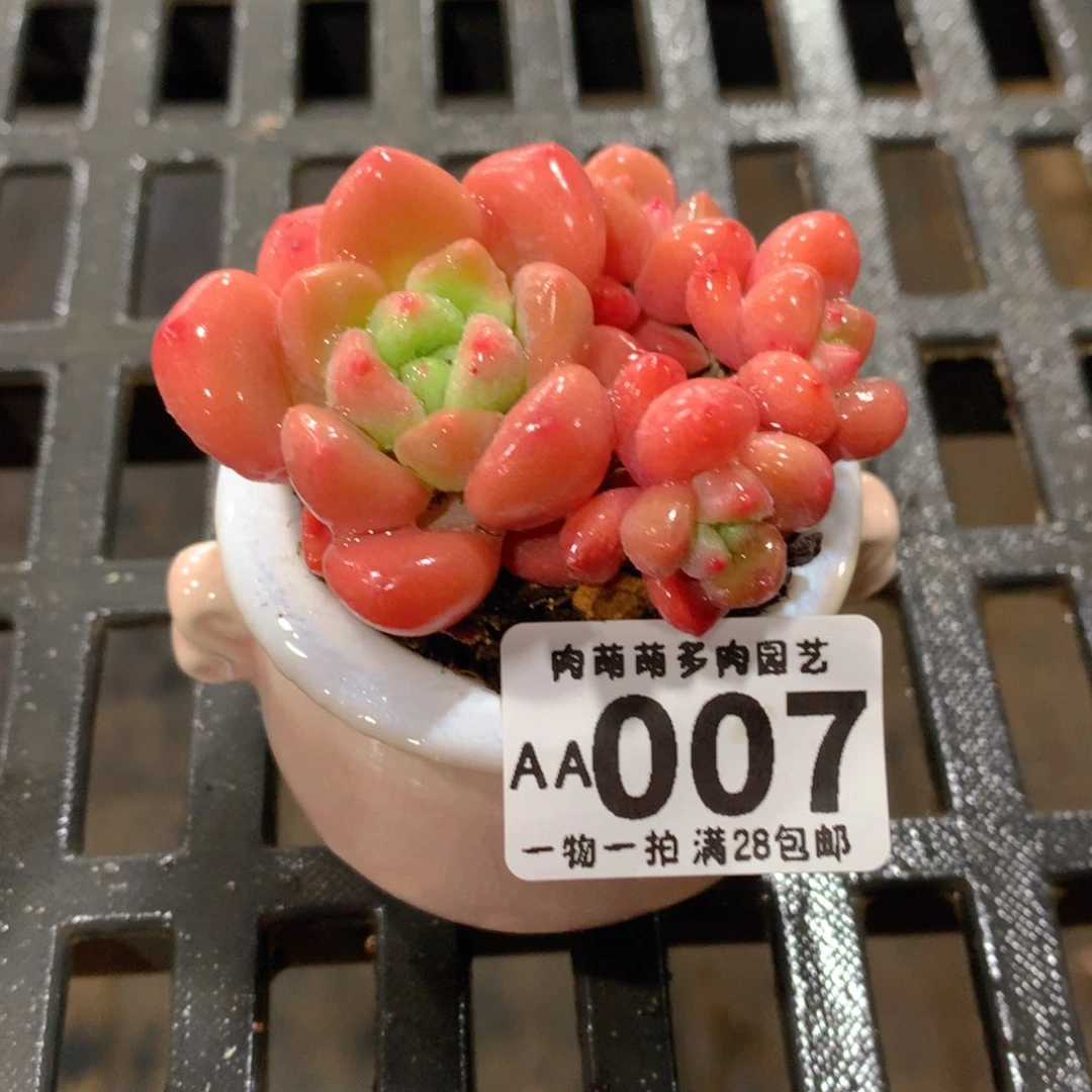 肉萌萌拇指盆精控多肉AA007