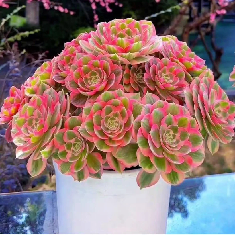 老桩粉女巫法师多肉基地直发皮实好养好度夏阳台庭院植物清棚特价