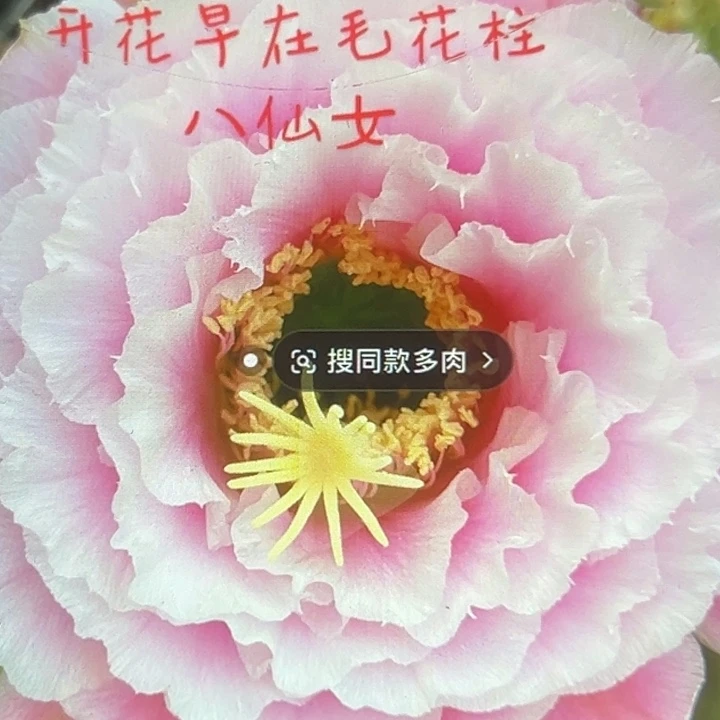 清清八仙女侧牙瑕疵有黑点