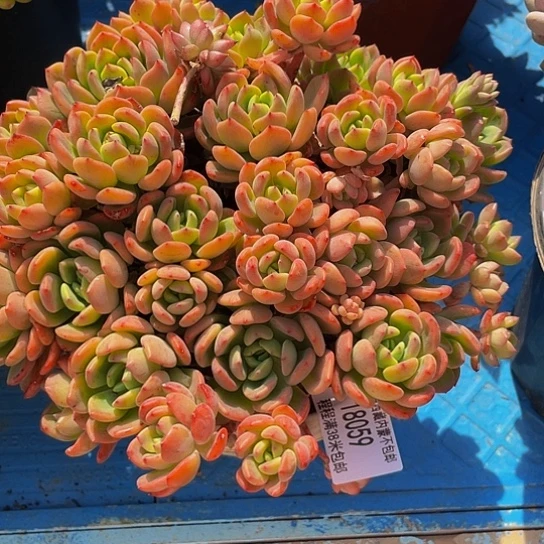 平**?芬达18059多肉