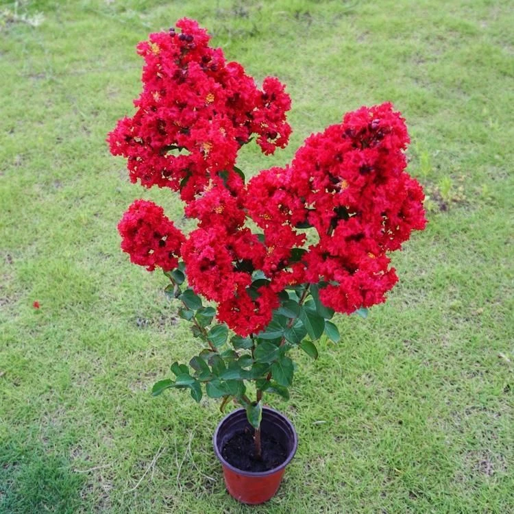 紫薇花盆栽窗台庭院花卉耐热植物多年生火箭紫薇树天鹅绒植物耐寒