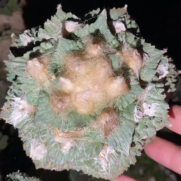 袖蒲接大尤龟怒牡丹