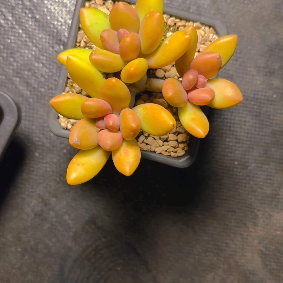 芒果奶多肉13637378383