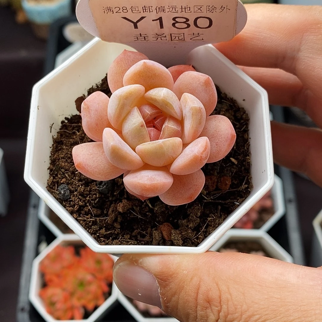 0180 冰魄单头 4cm