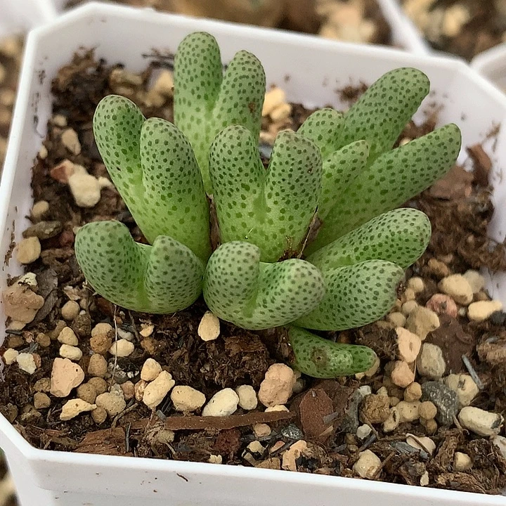 精品多肉植物精品10头斑马