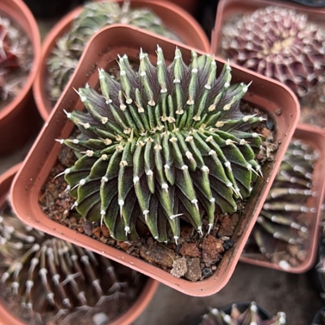 【闪购商品】花花花花