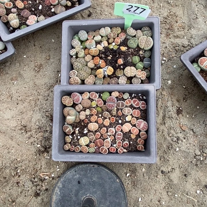 小***子生石花等植物的生长277