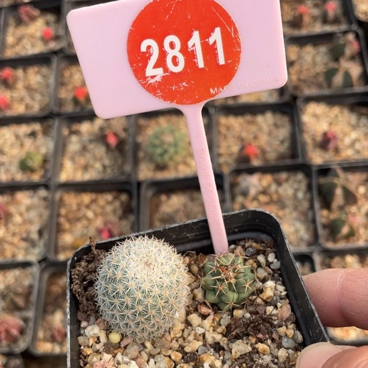 鱼***鱼实生乳突28110000000