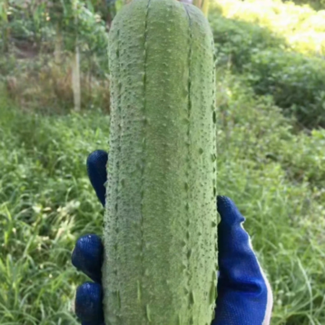 福建漳州无农残新鲜现摘肉丝瓜鲜嫩应季肉丝瓜产地直发