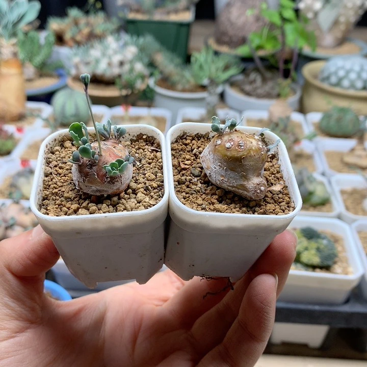 园艺小格加厚敦菊2颗发货