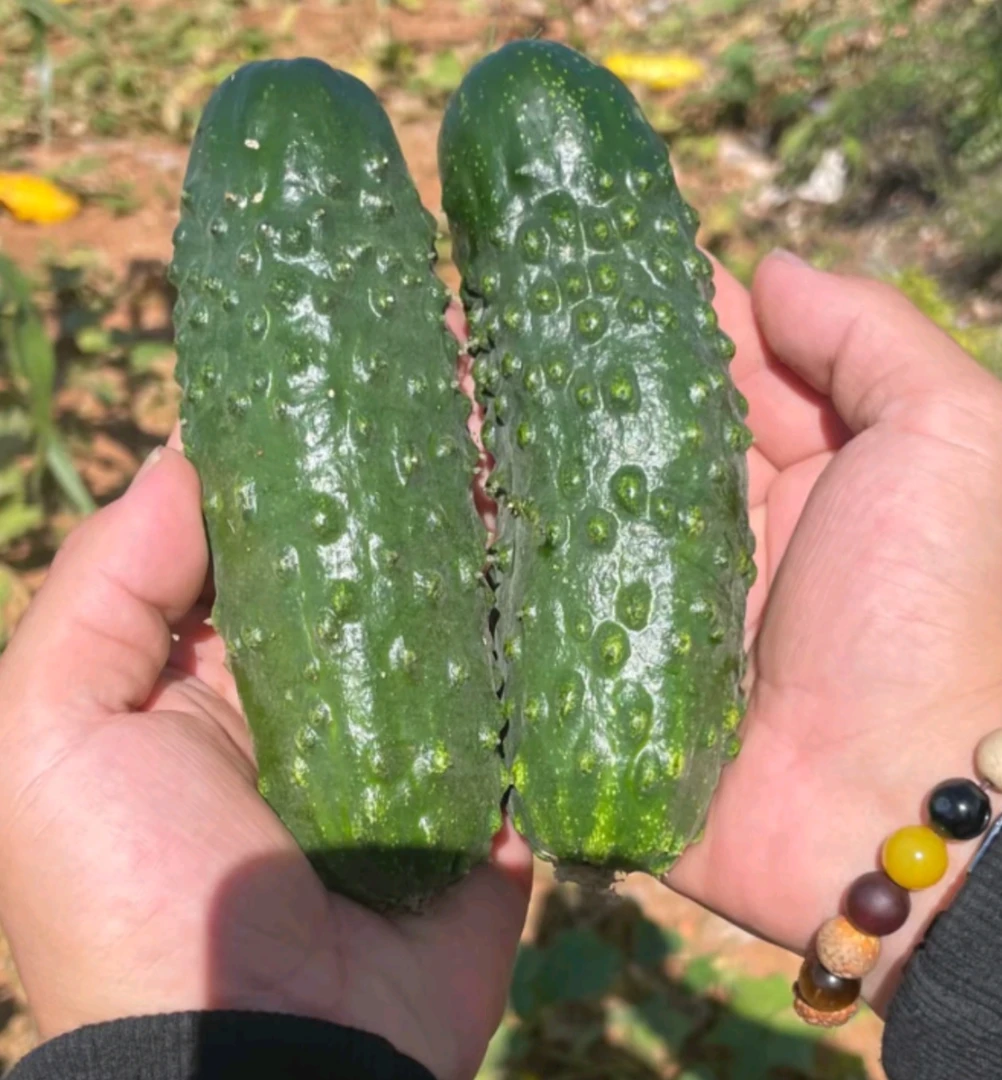 小老蚧甜黄瓜大老蚧黄瓜种子