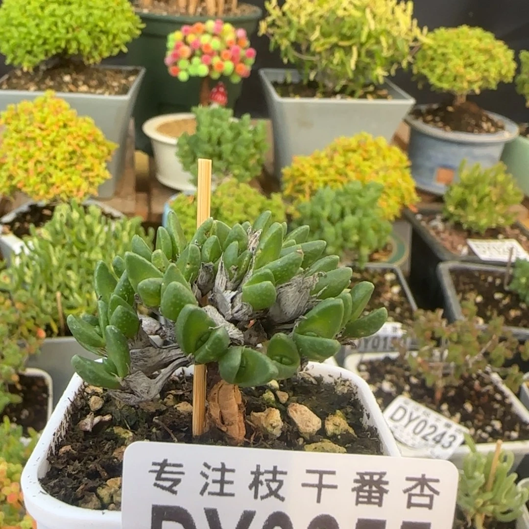 dy0255龙猫一物一拍福利