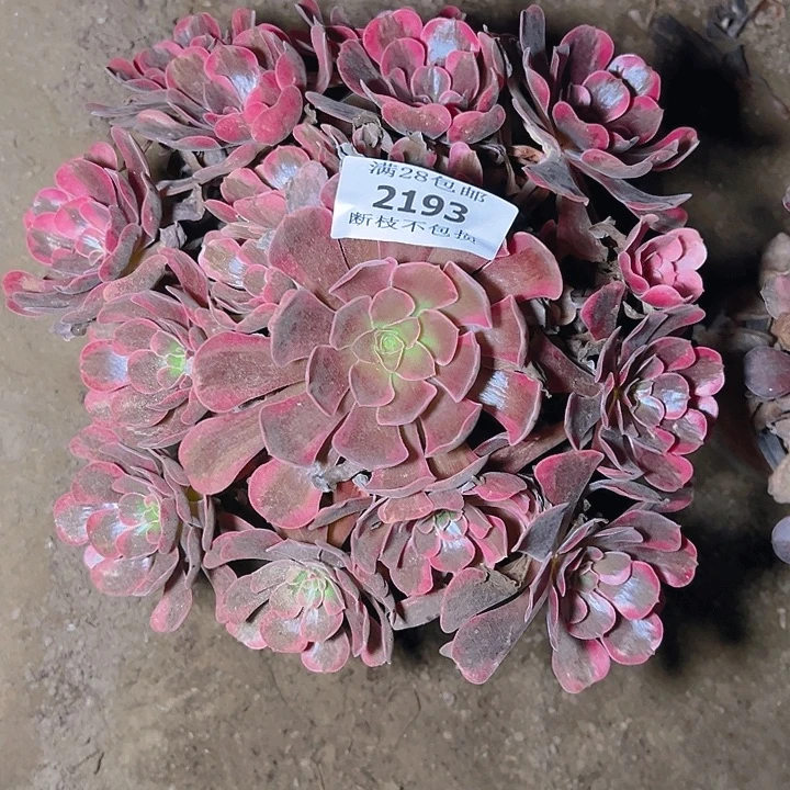 2193爱神多肉植物保护