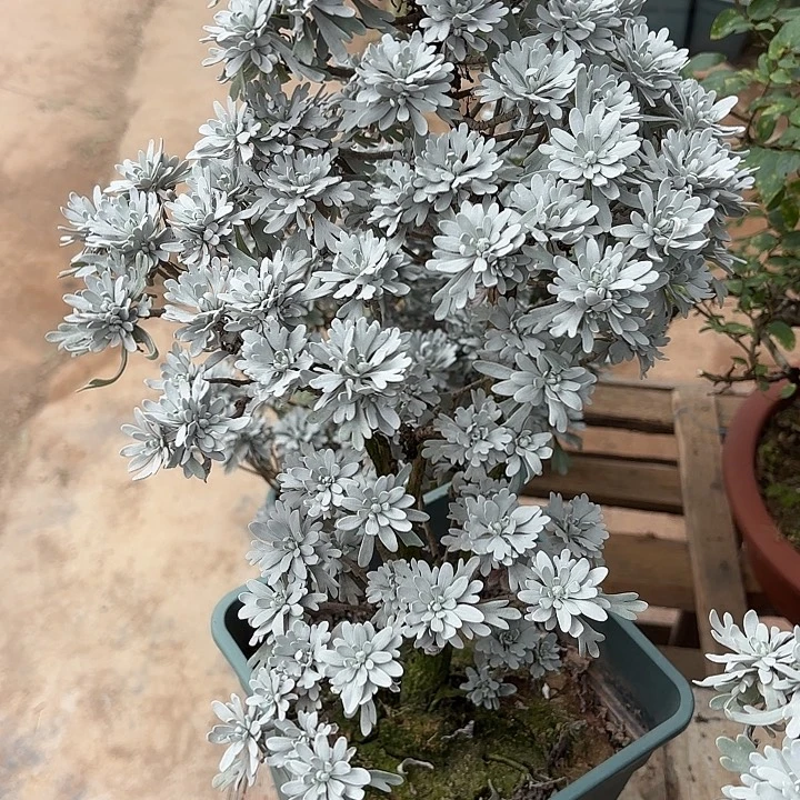 幸***生无花朵带土球发货