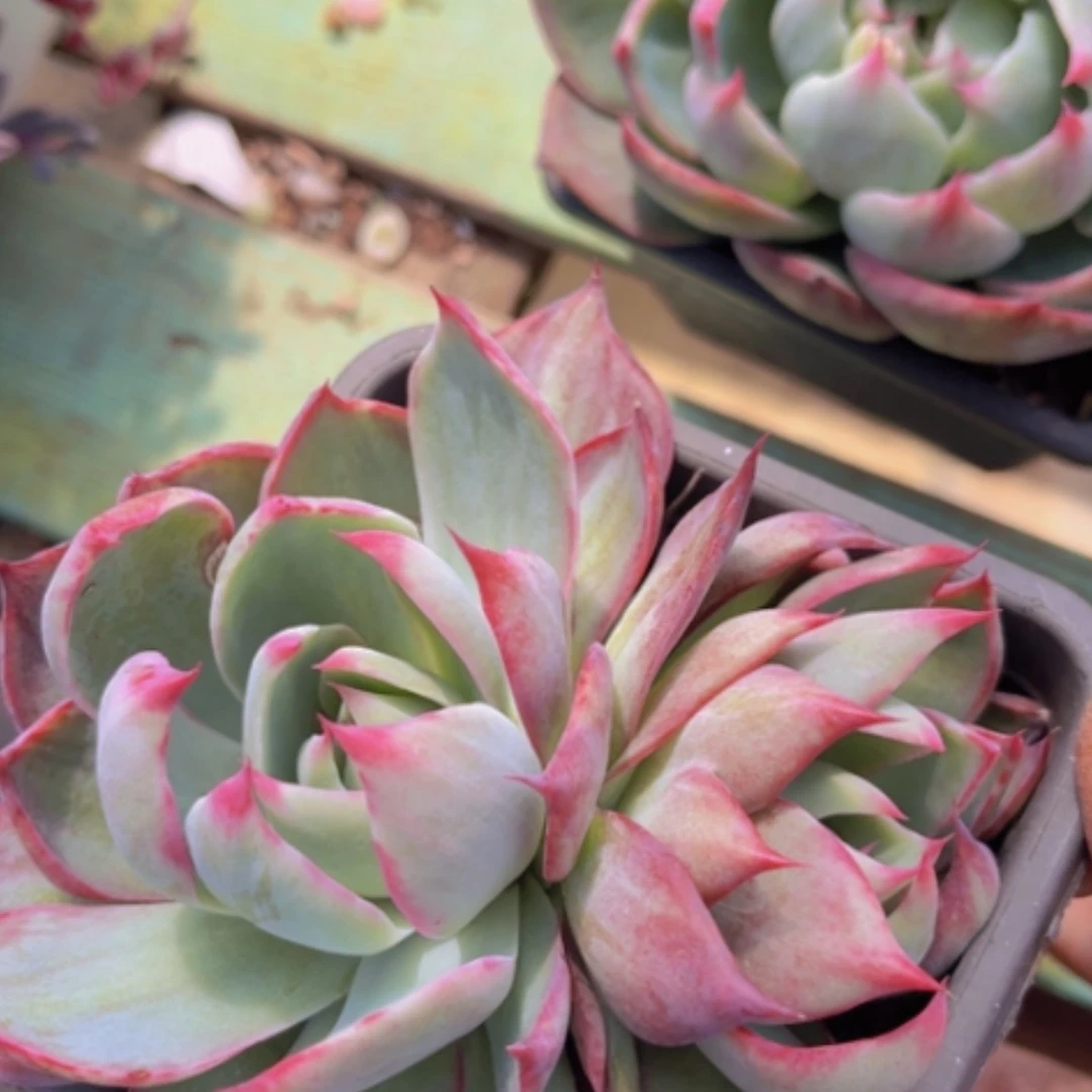 【闪购商品】惊鸿仙子10137