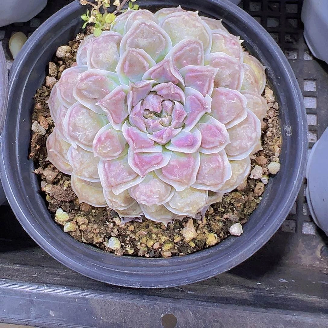 留财19包邮多肉植物