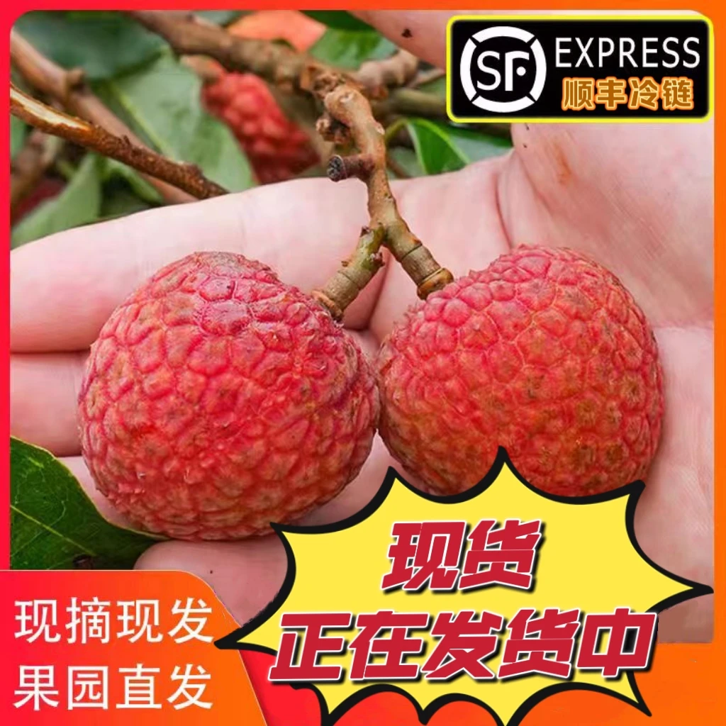 [现摘现发]茂名荔枝 白糖罂 新鲜水果 产地直-发