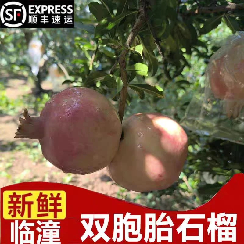 临潼双胞胎石榴特级当季新鲜水果一枝两果摆件订婚结婚贡品水果