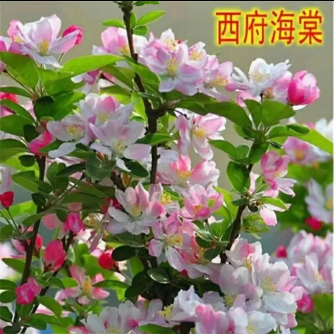耐寒西府垂丝北美海棠花树苗庭院盆栽地栽风景树