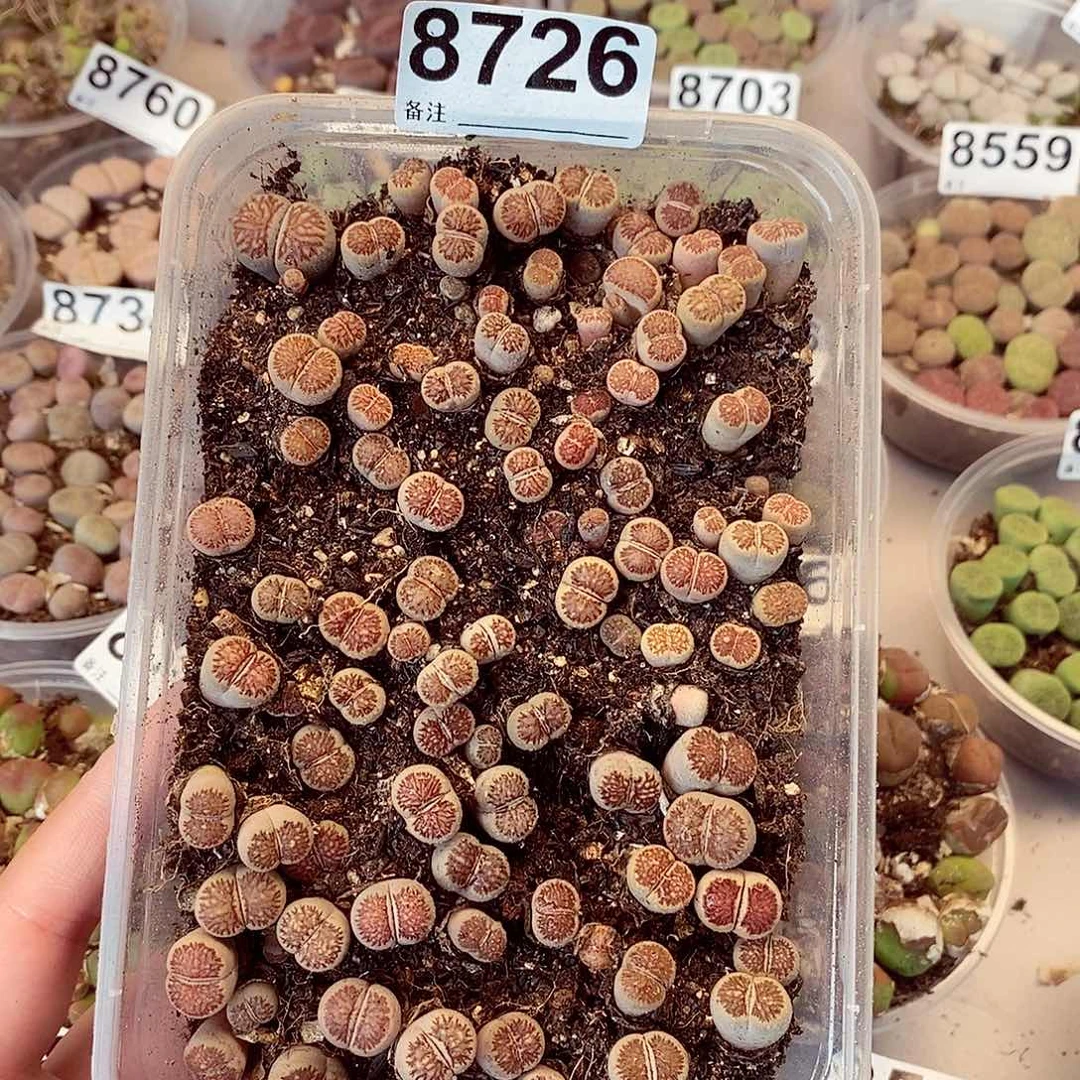 8726红窗菊快快乐乐