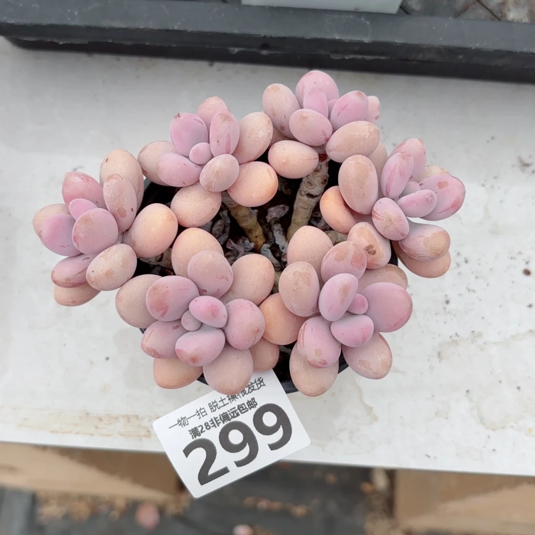 糖果桃蛋老桩多肉多肉多肉