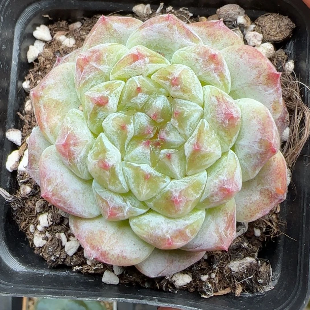 辛***皮一物一拍巧克力冰魄