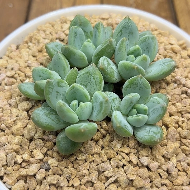 艾米粒，一物一拍