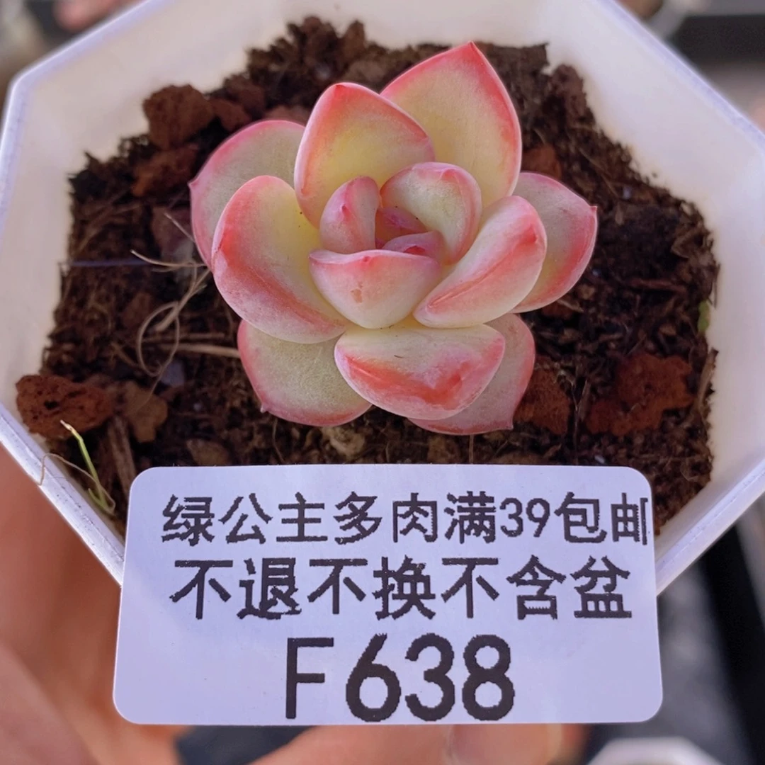 草莓泡芙3cm638多肉植物