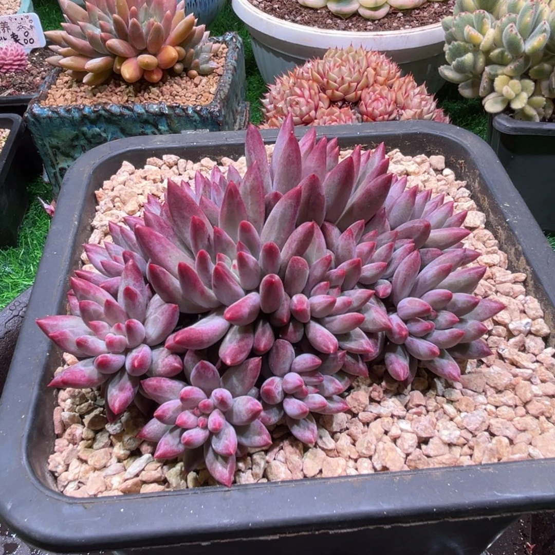 紫体，虞美人，一物一拍。