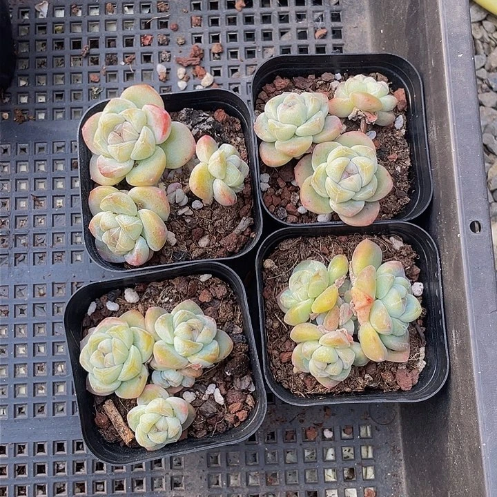 喃**语一物一拍满18包邮4颗