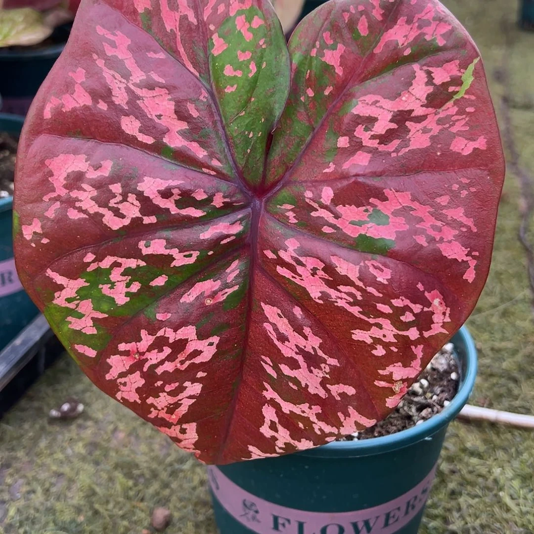 无花朵圆脸粉版养定38