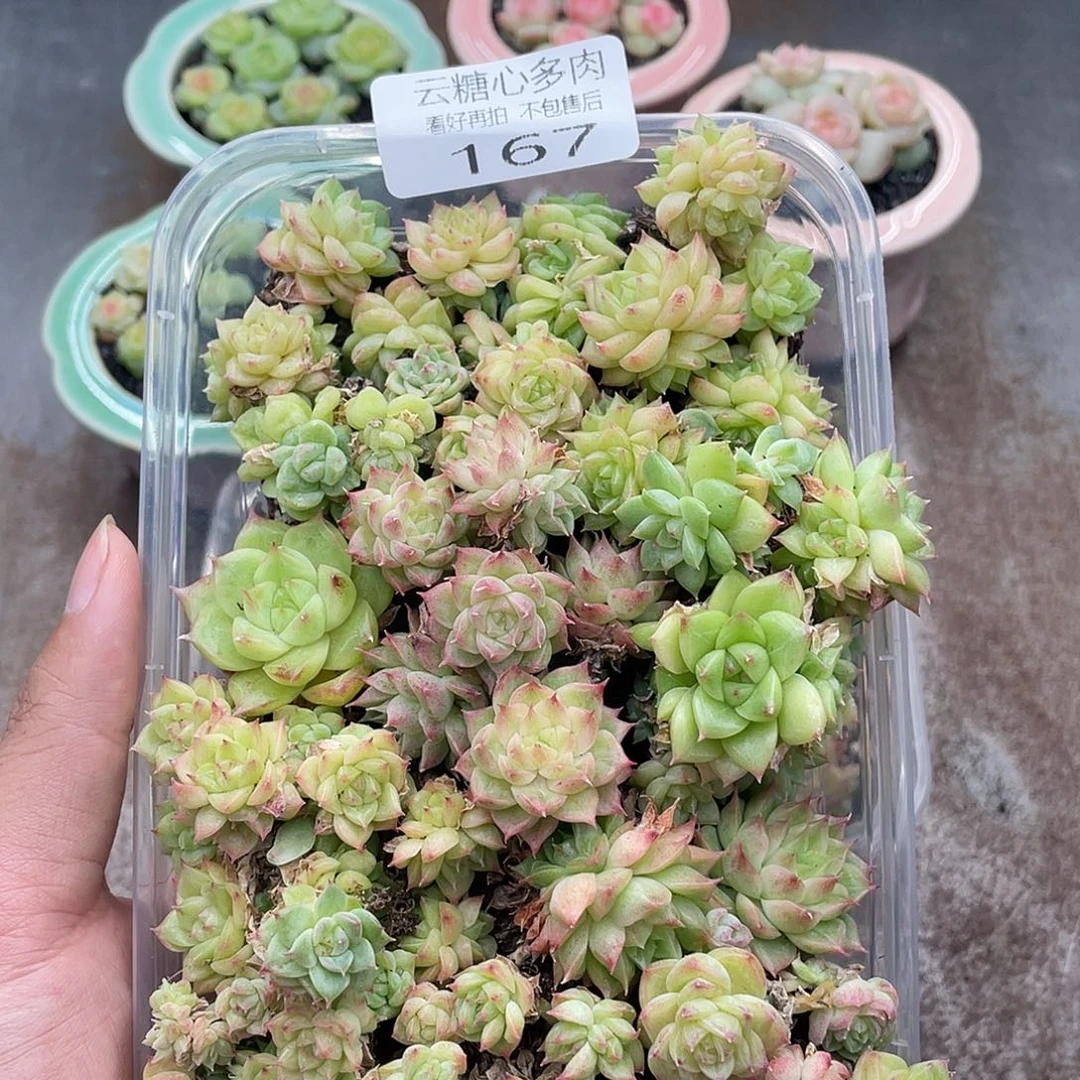 云糖心多肉植物167