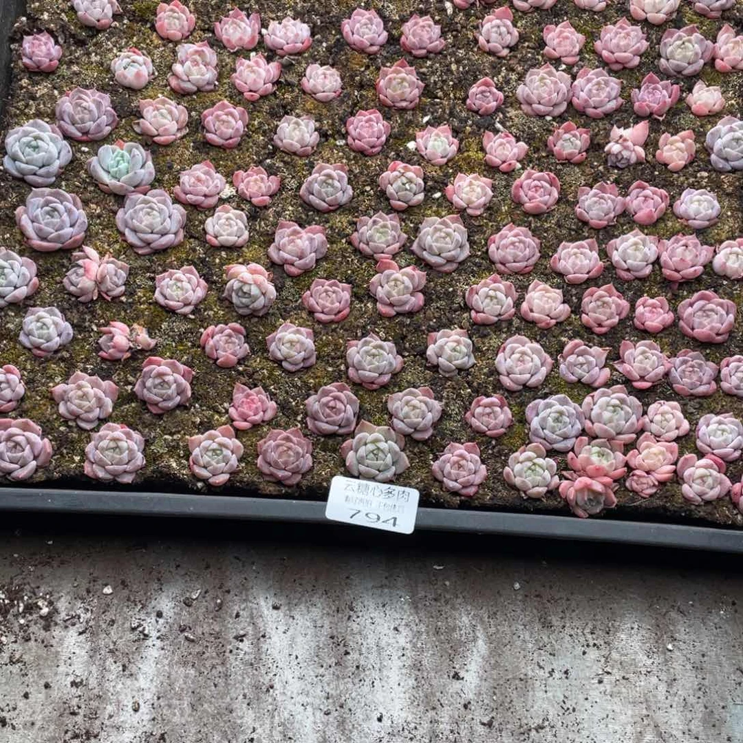 云糖心多肉植物794