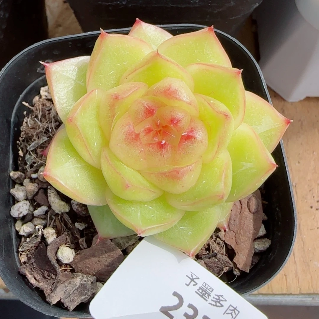 雀金，2323多肉植物