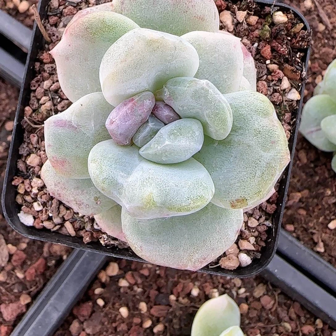 灰*灰色专拍冰玉石化锦