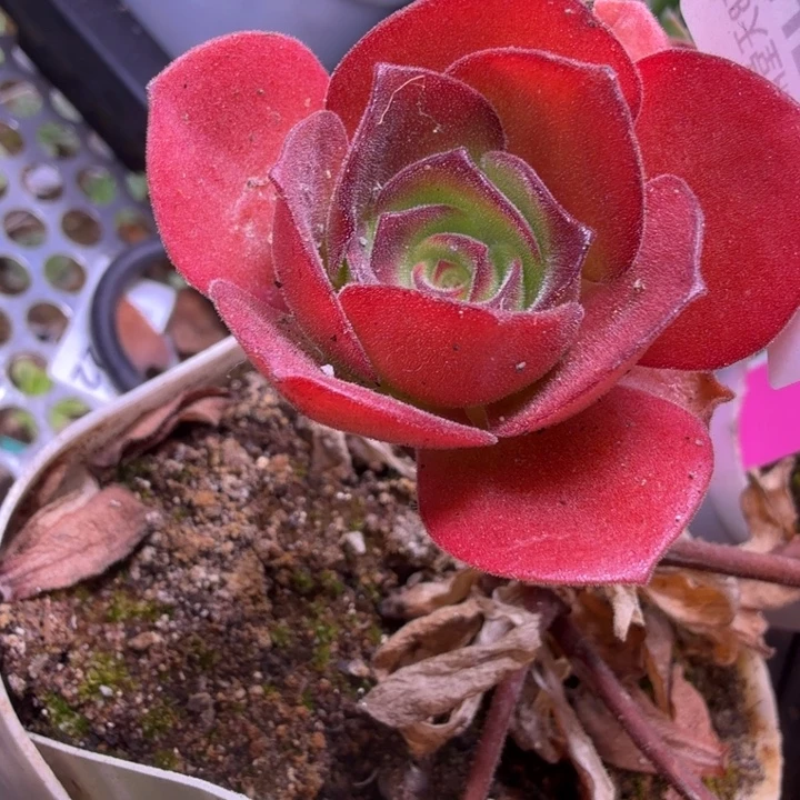 HD636  东方大G  侧芽