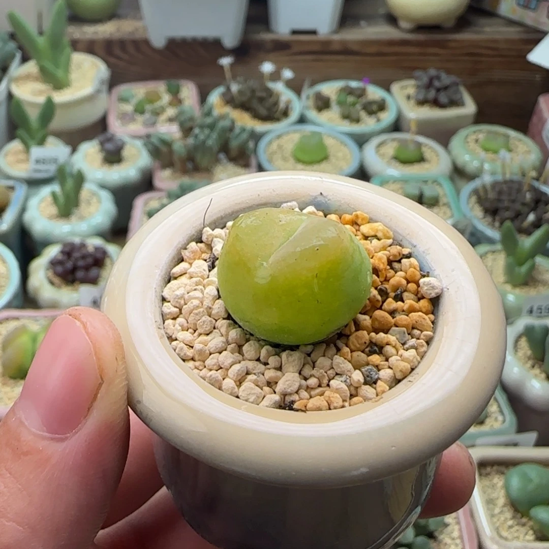 4707-一物一拍 带盆 1798.79 Ｏ泡