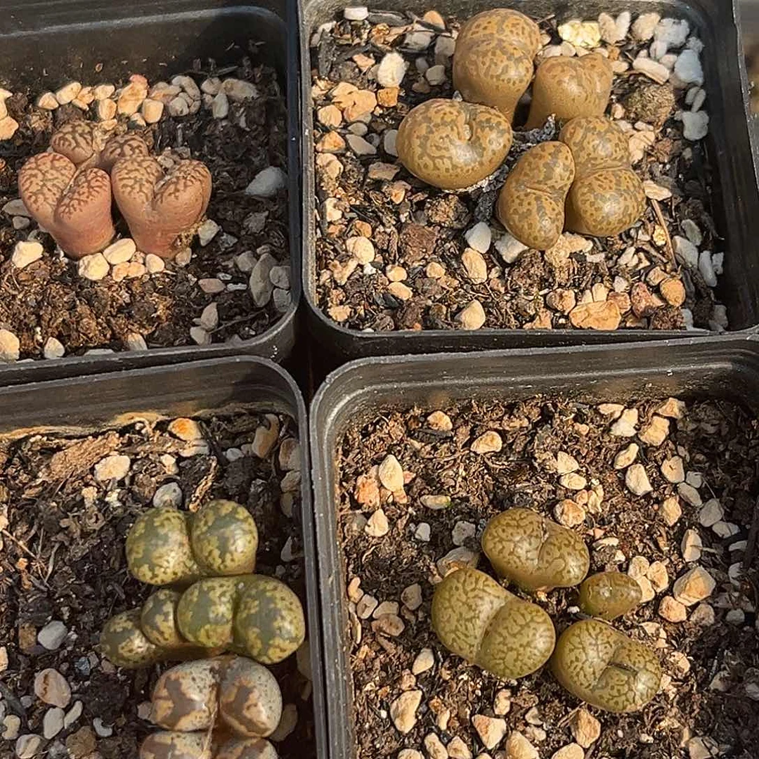 18包邮一物一拍勋章9639