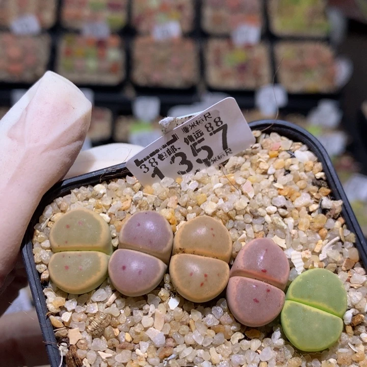 zzzz精品生石花1357