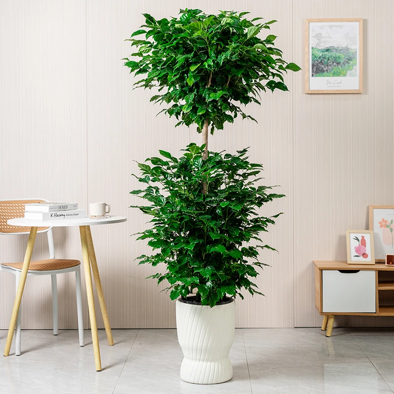 【送货上门】1.5-1.6米双层幸福树老桩绿宝办公室净化空气清除甲醛